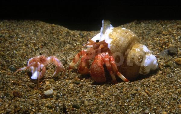 ���-���������, ������, ��������������, ��������������� ����, ����������� ������������, ����� �������, ��������, ����� ����, ����, ��������� ����������, ���-��������� (Pagurus trigonocheirus), ��������, �������