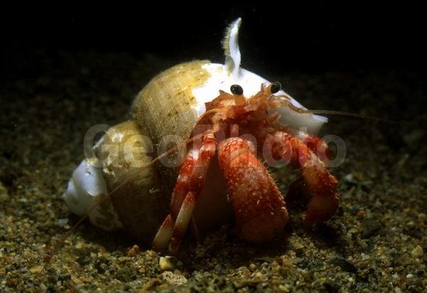 ���-���������, ������, ��������������, ��������������� ����, ����������� ������������, ����� �������, ��������, ����� ����, ����, ��������� ����������, ��������, �������