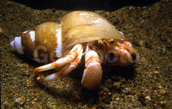 ���-���������, ���-��������� (Pagurus brandti), ������, ��������������, ��������������� ����, ����������� ������������, ����� �������, ��������, ����� ����, ����, ��������� ����������, ��������, �������