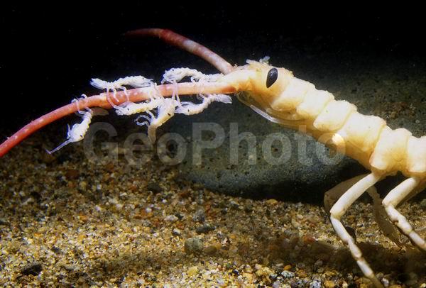 �������, ������� (Arcturus hastiger), ������, ��������������, ��������������� ����, ����� �������, ��������, �����������, ����, ��������, ��������� ����������, ���������� ������������