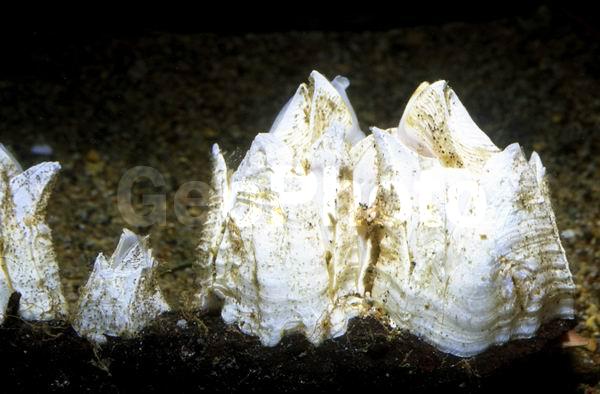 �������, ��������, ��������������, ��������������� ����, ����� �������, ��������, �����������, ����, ����, ��������� ����������, ��������� ���, ������������