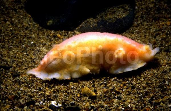 ������������ �������, ������, ��������������, ����� �������, ��������, ����� ����, ����, ������������, ������� ����������, ��������, ��������� ����������, ��������