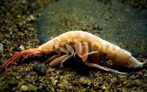 ��������, ��������, ��������������, ��������������� ����, ����� �������, ��������, �����������, ����, ����, ��������� ����������, ��������� ���, ������������