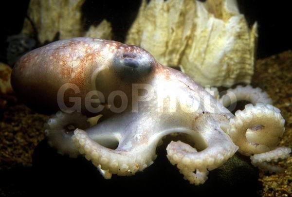 ��������, ������, ��������������, ���������� ��������, ���������� ������������� �������� (Octopus dofleini), ����������� ��������, ����� �������, ��������, ����� ����, ����, ������������, ������� ����������, ��������, ��������� ����������, ��������