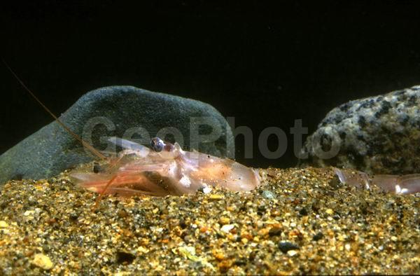 �����, ������� ������, ����������� ����� (Argis ochotensis), ��������, ������, ��������������, ����������� ������������, ����� �������, ����� ���������, �����, ����������� �����, �����������, ����, ������������, ��������� ����������, ��������, ������