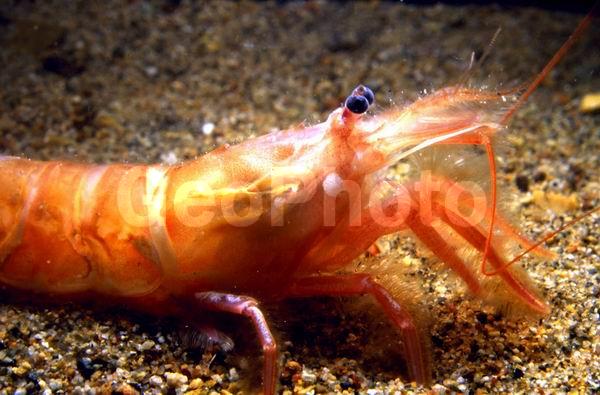 �����, ������� ������, ����������� ����� (Argis ochotensis), ��������, ������, ��������������, ����������� ������������, ����� �������, ����� ���������, �����, ����������� �����, �����������, ����, ������������, ��������� ����������, ��������, ������