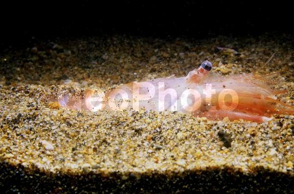 �����, ������� ������, ����������� ����� (Argis ochotensis), ��������, ������, ��������������, ����������� ������������, ����� �������, ����� ���������, �����, ����������� �����, �����������, ����, ������������, ��������� ����������, ��������, ������