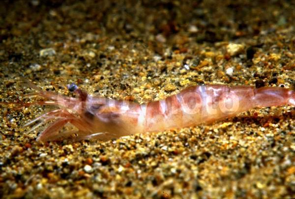 �����, ������� ������, ����������� ����� (Argis ochotensis), ��������, ������, ��������������, ����������� ������������, ����� �������, ����� ���������, �����, ����������� �����, �����������, ����, ������������, ��������� ����������, ��������, ������