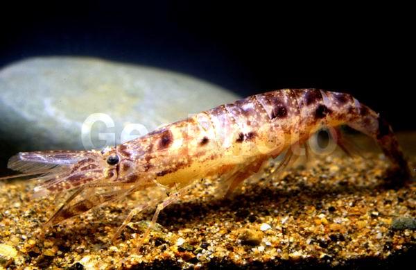 ������� ������, ����������, ������������ �����, ������������ ����� (Crangon communis), ������, ��������������, ����������� ������������, ����� �������, ����� ���������, �����, ��������, �����������, ����, ������������, ��������� ����������, ��������, ������