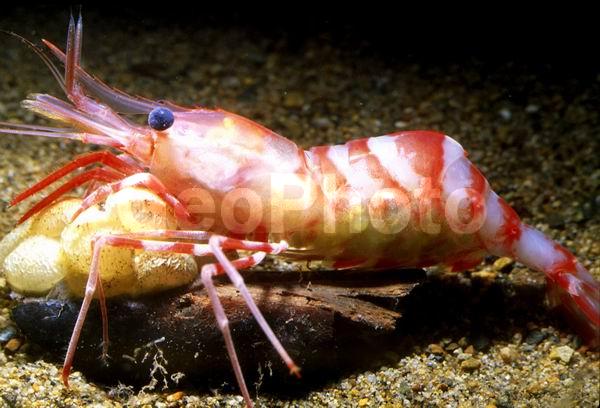 ������� ������, �������� (Lebbeus unalaskensis), �������, ������, ��������������, ����������� ������������, ����� �������, ����� ���������, �����, ��������, �����������, ����, ������������, ��������� ����������, ��������, ������