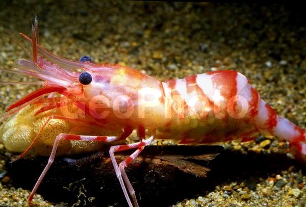 ������� ������, �������� (Lebbeus unalaskensis), �������, ������, ��������������, ����������� ������������, ����� �������, ����� ���������, �����, ��������, �����������, ����, ������������, ��������� ����������, ��������, ������