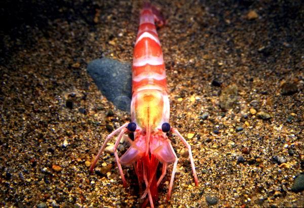 ������� ������, �������� (Lebbeus unalaskensis), �������, ������, ��������������, ����������� ������������, ����� �������, ����� ���������, �����, ��������, �����������, ����, ������������, ��������� ����������, ��������, ������