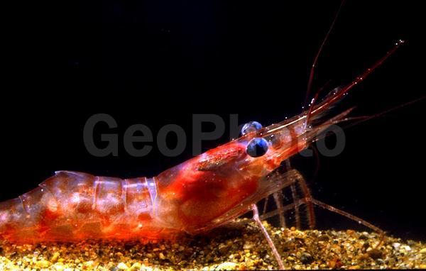 ������� ������, �������� �������� (Pandalus borealis eous), ������, ��������������, ����������� ������������, ����� �������, ����� ���������, �����, ��������, �����������, ����, ������������, ��������, �������, ��������� ����������, ��������, �������� ��������, ������