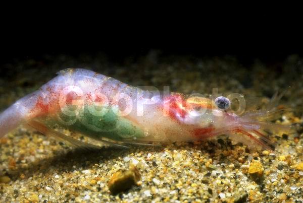 ������� ������, �������� Eualus macilentus, ������, ��������������, �����������, ����������� ������������, ����� �������, ����� ���������, �����, ��������, �����������, ����, ������������, ��������� ����������, ��������, ������, ������