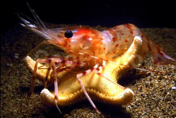 ����������� �������� (Pandalus hypsinotus), ������� ������, ������, ��������������, �����, ����������� ��������, ����������� ������������, ����� �������, ����� ���������, �����, ��������, �����������, ����, ������������, ��������, �������, �������, ��������� ����������, ��������, ������, �����������