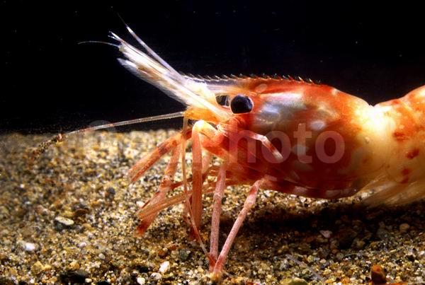 ����������� �������� (Pandalus hypsinotus), ������� ������, ������, ��������������, �����, ����������� ��������, ����������� ������������, ����� �������, ����� ���������, �����, ��������, �����������, ����, ������������, ��������, �������, �������, ��������� ����������, ��������, ������, �����������