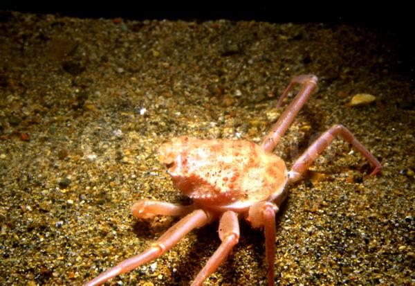 ������� ������, ����-������� ������ (Chionoecetes opilio), ��������, ������, ��������������, ����������� ������������, ����� �������, ����� ���������, �����, ����-������� ������, ����, ������������, ��������� ����, ��������