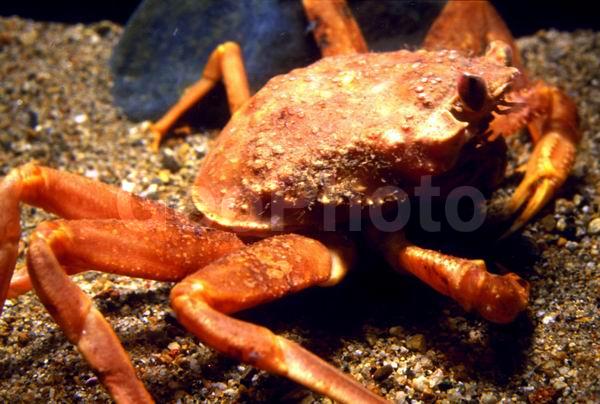 ������� ������, ����-������� ������ (Chionoecetes opilio), ��������, ������, ��������������, ����������� ������������, ����� �������, ����� ���������, �����, ����-������� ������, ����, ������������, ��������� ����, ��������