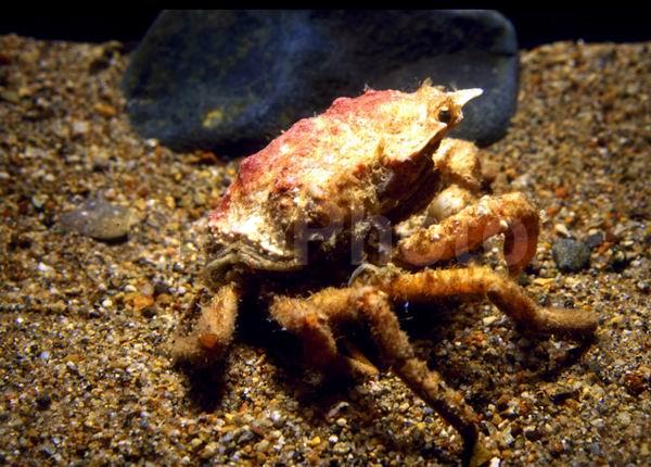 ���� ����, ���� ���� (Hyas coarctatus alutaceus), ������, ��������������� ����, ����������� ������������, ����� �������, ����� ����, �������, ����, ��������, ��������� ����, �������