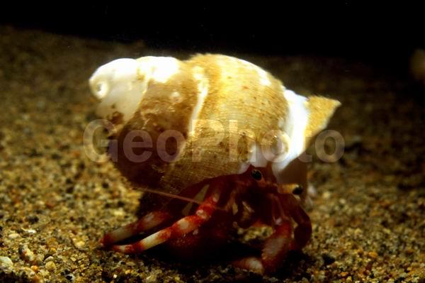 ���-���������, ���-��������� Pagurus trigonocheirus, ������, ��������������, ��������������� ����, ����������� ������������, ����� �������, ��������, ����� ����, ����, ��������� ����������, ��������, �������