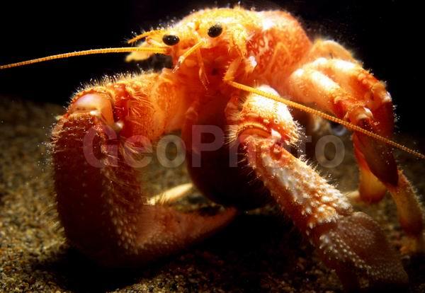 Pagurus trigonocheirus, ���-���������, ������, ��������������, ��������������� ����, ����������� ������������, ����� �������, ��������, ����� ����, ����, ��������� ����������, ��������, �������