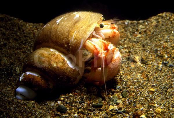 Pagurus trigonocheirus, ���-���������, ������, ��������������, ��������������� ����, ����������� ������������, ����� �������, ��������, ����� ����, ����, ��������� ����������, ��������, �������