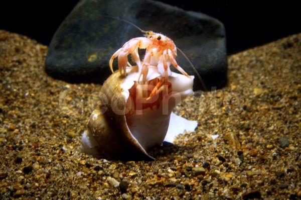 �������, ������������, ��������, ����