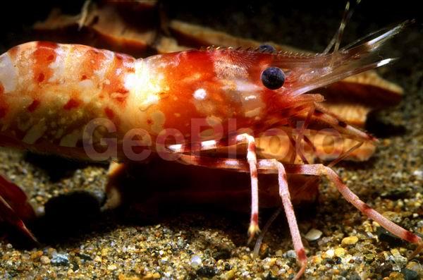 ����������� �������� (Pandalus hypsinotus), ������� ������, ������, ��������������, �����, ����������� ��������, ����������� ������������, ����� �������, ����� ���������, �����, ��������, �����������, ����, ������������, ����������������������� ��������, ��������, �������, �������, ��������� ����������, ��������, ������, �����������