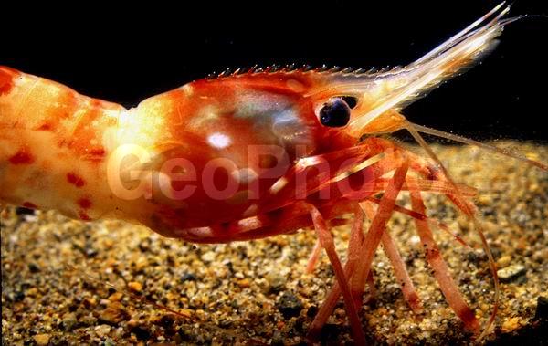 ����������� �������� (Pandalus hypsinotus), ������� ������, ������, ��������������, �����, ����������� ��������, ����������� ������������, ����� �������, ����� ���������, �����, ��������, �����������, ����, ������������, ��������, �������, �������, ��������� ����������, ��������, ������, �����������