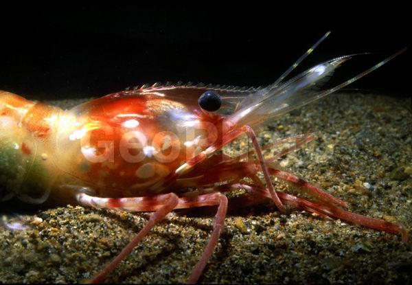 ����������� �������� (Pandalus hypsinotus), ������� ������, ������, ��������������, �����, ����������� ��������, ����������� ������������, ����� �������, ����� ���������, �����, ��������, �����������, ����, ������������, ��������, �������, �������, ��������� ����������, ��������, ������, �����������