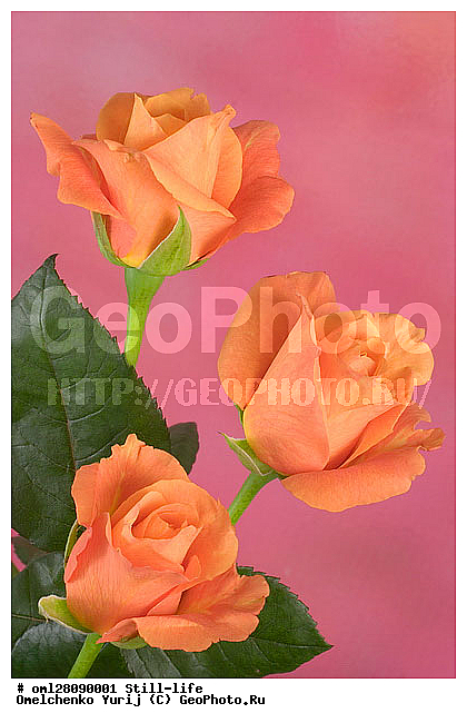 ������, ���������, ����������, ��������, ������, ���������, �������, ������������, ����, ���������, �����, ������