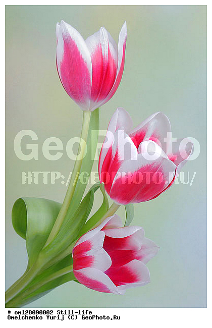 ���������, ����������, ������, ���������, �������, ������������, ���������, �����