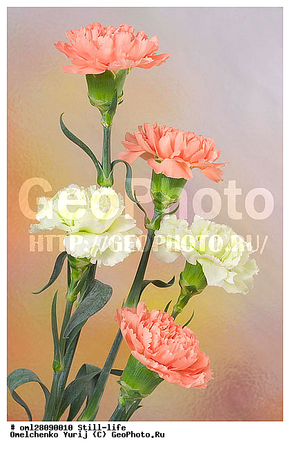 �����, �����, ��������, ��������, ������, �����������, ���������, ����������, ���������, ��������, ������, ����������, ���������������, ����������, ������������, ���������, ���������, �������, ������, �������, ���������, ������, ������������, ����������, �������, �����