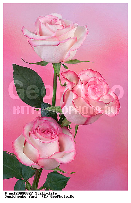 �����, �����, ��������, ������, �����������, �����������, ���������, ������, ����������, ���������, ��������, ������, ����������, ���������������, ����������, ������������, ���������, ���������, �������, ����, ������, �������, ���������, ������, ���, ������������, ����������, �������, �����