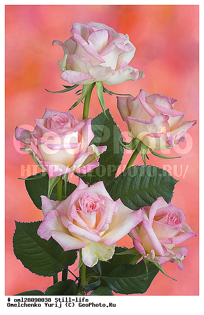 �����, �����, ��������, ������, �����������, �����������, ���������, ������, ����������, ���������, ��������, ������, ����������, ���������������, �������������, ������������, ���������, ���������, �������, ����, ������, �������, ���������, ������, ���, ������������, ����������, �������, �����