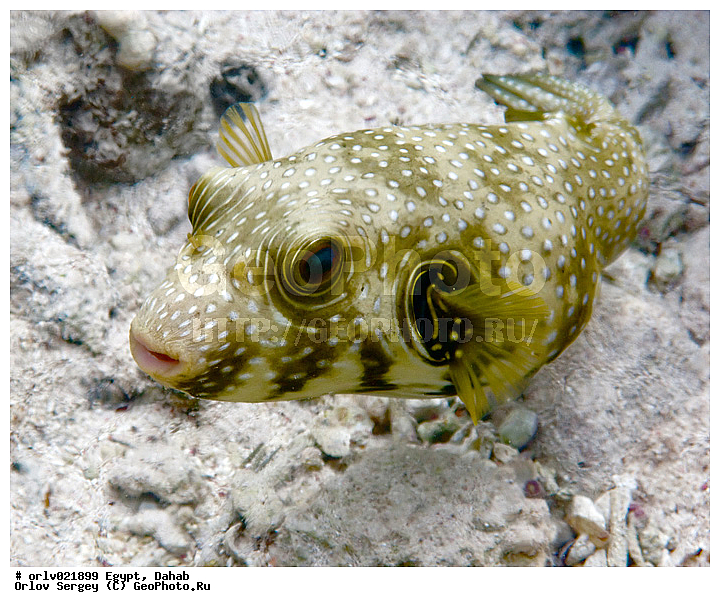 �����, ������, ������� ����, ����-�������, ������, ����, ����, ����, ���, ������������, ������, ��������, �����, ��������, ����, �����������, �����, ���������, �������, �������, ����������, �����, ���, �����, ����, �������, ��������, �����, �����, �������, �����, ����������, ���������, �������, ���������, ���, ����, �������, �����, ������, �����������, ������, �����, ������