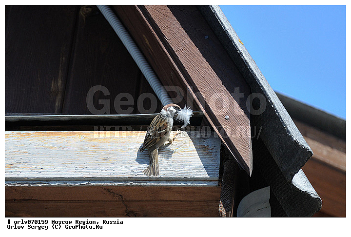 �����������, ������, �����, �������, ����������, ������, ����������, �����, ���, ����������, ����, ������, �����, ���������, ������������, ��������, ���������, �������, �����, ���, �����, ������, �����, �������, �����, �����, �����, XYZ, ����������, Passeridae, ������� �������, Passer montanus, ������������� �������, ����������� �������