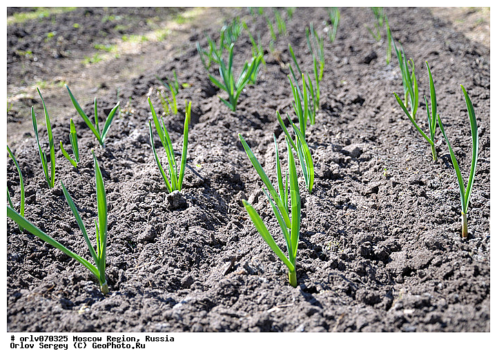 �����������, ������, �����, ����������, �������, ����������, ������, ������, ������, �������, �����, ����, ���������, ������������, ������, �������, ��������, �������, �����������, ��������, �����, ������, ���, �����������, ����, ��������, ��������, ���������, �����, �������, ���������, �������, ������, �����������, ���������� �������, ����������� ������, ����������� ����������� �����, ������, ��������, ������ ��������, �����, ���������� ��������, ������� ��������, ������� ��������, ����������� ��������, �����, ����������� ��������, �����, ����������� ��������, �����������, �����������, �������������������� ��������, ���������� ��������, ���������� ��������, ������������, ������������, XYZ, �������, Alliaceae, �������������, Amaryllidaceae, ������, ��� ������, ��� ��������, Allium sativum