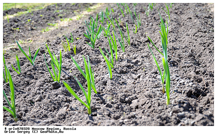 �����������, ������, �����, ����������, �������, ����������, ������, ������, ������, �������, �����, ����, ���������, ������������, ������, �������, ��������, �������, �����������, ��������, �����, ������, ���, �����������, ����, ��������, ��������, ���������, �����, �������, ���������, �������, ������, �����������, ���������� �������, ����������� ������, ����������� ����������� �����, ������, ��������, ������ ��������, �����, ���������� ��������, ������� ��������, ������� ��������, ����������� ��������, �����, ����������� ��������, �����, ����������� ��������, �����������, �����������, �������������������� ��������, ���������� ��������, ���������� ��������, ������������, ������������, XYZ, �������, Alliaceae, �������������, Amaryllidaceae, ������, ��� ������, ��� ��������, Allium sativum