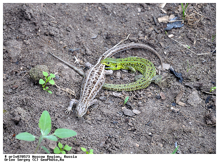 �����������, ������, �������, ��������, ������� ����, ������, ������, �����, �������, �����, �������, ��������, �������, �����, ����, ��������, �������, �����, �������, ������, ���������, �����, ����������, ������, ����, ������, �����, ��������������, ��������������, �������, ���������, ���������, ��������, �����, ����������, �������, �����, ��������, ��������������, �������, �������