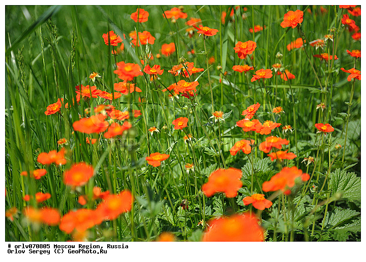 �����������, ������, �����������, �����, ��������, �����, ������, ������, ����, �����, �������, �������, ��������, �������, �������, �������, ������, ���, �������, ���������, �����, ������, ������, ����, �������, ��������, ��������, �����, �������������, ���, ������, �����, ������, ��������, ������, ���������, �������, �����, �������, �����, ���, ������, �����, �������, �����, �����������, ���������� �������, ����������� ������, ����������� ����������� �����, ������, ������ ��������, �����, ��������, ���������� ��������, ������� ��������, ������� ��������, ������, �����, �����������, ����������� ��������, �����, ����������� ��������, �����������, �����������, ������������ ��������, ������������ ��������, ������������, ������������, ������������, �����������, XYZ, ������������, �������, �����������, Rosaceae, �������� ���������, Geum x hybridum