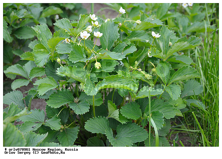 �����, �����, ����������, ��������, �������, �����, ��������, �������, ����, ������, �����, ����, ������, ������, ���������, ��������������, �����, ����, ����, �������, �������, ��������, �����, �����������, �����, ��������, �������, �����, ���������, ��������, ������, �����, �����������, ���������� �������, ����������� ������, ����������� ����������� �����, ������, ��������, ������ ��������, �����, ���������� ��������, ������� ��������, ������� ��������, ����������� ��������, �����, ����������� ��������, �����, ����������� ��������, �����������, �����������, �������������������� ��������, ���������� ��������, ���������� ��������, ������������, ������������, XYZ, ������������, �������, �����������, Rosaceae, ��������� �������, ��������� ���������, Fragaria x ananassa, Fragaria ananassa ������, �����