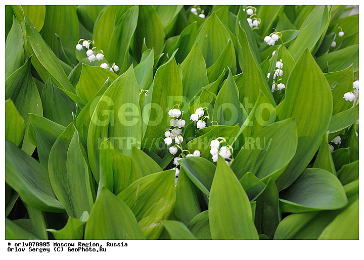 �����������, ������, �����������, �����, ��������, �����, ������, ����, �����, �������, �������, ������������, ��������, �������, �������, ������, �������, ������, ���, �������, ���������, �����, ������, ����, �������, ��������, ��������, �����, �������������, ���, ������, �����, ������, ��������, ������, ���������, �������, �����, �������, �����, ���, ������, �����, �������, �����, ����������� ������, ����������� ����������� �����, ������, ������ ��������, �����, ���������� ��������, ������, �����, ������������ ��������, ������������ ��������, ����������� ��������, �����, ����������� ��������, �����, ����������� ��������, �����������, XYZ, ����������, ���������, Convallariaceae, Asparagaceae, ������ �������, Convallaria majalis