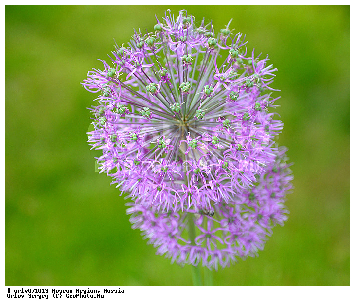 �����������, ������, �����������, ��������, �����, ������, ����, �����, �������, ��������, �������, �������, �������, ���������, �����, ������, ����, �������, ��������, ��������, �����, �������, ���, ������, �����, ��������, ������, ���������, �����, �����������, �������, �������, �����, ���, ������, ������, ������, �����, �������, ���, �����, �����