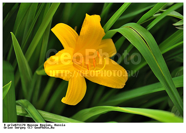 �����������, ������, �������, �����, �������, ������������, ����, ������, �������, ��������, �������, ��������, �����, ������, �����������, ��������������, ����, ���������, ������, �������, ����, �������, ������, ���������, ��������, �����������, ��������, ����, �����, ���������, �������, �������, �������, �����, ����, ������������, ������, �����������, ���������� �������, ����������� ������, ����������� ����������� �����, ������, ������ ��������, �����, ��������, ���������� ��������, ������� ��������, ������� ��������, �����������, ����������� ��������, �����, ����������� ��������, �����������, �����������, ������������ ��������, ������������ ��������, ������������, ������������, ������������, �����������, XYZ, �������������, ������������, Hemerocallidaceae, ��������, Hemerocallis sp.