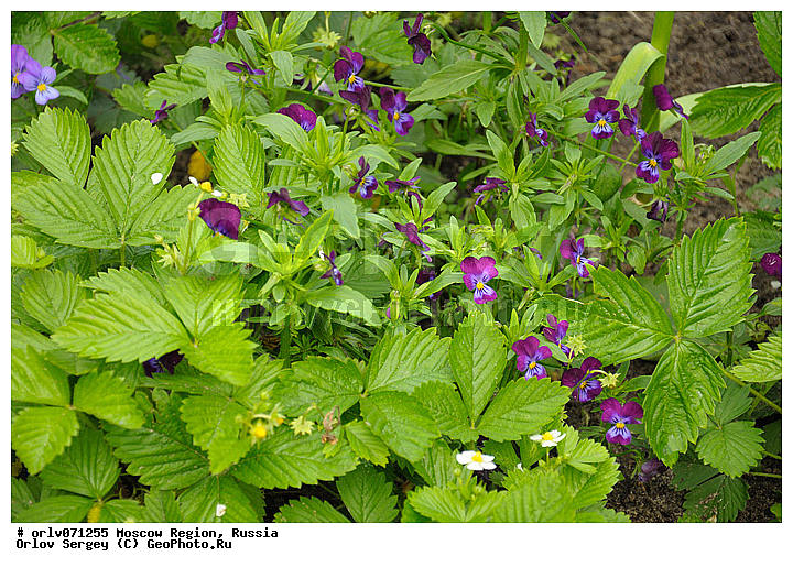 �����������, ������, ������� ������, �����, �����, �������, �������, ������������, ����, �������, ���������, ��������, �������, ������, ��������������, ������, �������, ����, �������, ������, ���������, ��������, �����������, ��������, ����, �����, ���������, �������, �������, �������, �����, ������, ����, ������������, ������, �����, �����������, ���������� �������, ����������� ������, ����������� ����������� �����, ������, ������ ��������, �����, ��������, ���������� ��������, ������� ��������, ������� ��������, ������, �����, �����������, ����������� ��������, �����, ��������� ��������, ��������� ��������, ���������, ������������ ��������, ������������ ��������, ������������, ������������, ������������, �����������, XYZ, ���������, Violaceae, ���������� ������, ����������� ������, ������ ����������, ������ �����������, ������ �������, ������� ������, Viola tricolor, ������������, �������, �����������, Rosaceae, ��������� ������, ��������� ������������, Fragaria vesca, ����������� ��������, �����������, �����������