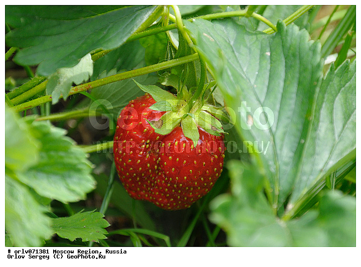 �����, ���, �������, ����������, ������, ���, �������, ��������, �������, �������, ������, ��������, �������, �������, �������, ����, �����, ������, ������, �����, ������, ������, ��������������, ����, ��������, �������, ������������, ��������, �������, �����������, ��������, ����, ��������, �������, ���������, ���������, ������, ������, �������, ���, �����, ���������, ����, �����, �����, �����, �����������, ���������� �������, ����������� ������, ����������� ����������� �����, ������, ��������, ������ ��������, �����, ���������� ��������, ������� ��������, ������� ��������, ����������� ��������, �����, ����������� ��������, �����, ����������� ��������, �����������, �����������, �������������������� ��������, ���������� ��������, ���������� ��������, ������������, ������������, XYZ, ������������, �������, �����������, Rosaceae, ��������� �������, ��������� ���������, Fragaria x ananassa, Fragaria ananassa, ����, �����, �����, �����