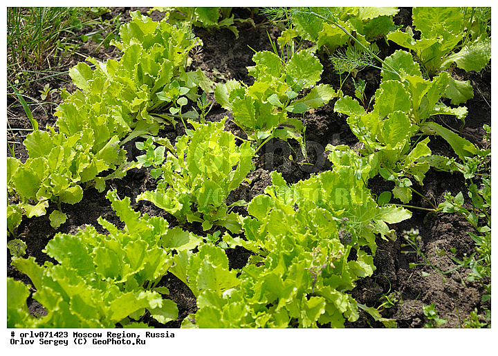 �����������, ������, �����, �������, ����������, ������, ������, ��������, �������, �������, ������, �����, �������, ����, ������, �����, �����, ����, ������, ������, ���������, ����, �����, ������, ��������������, ����, ����, ����, �������, �������, ��������, �����, �����������, �����, �����, ��������, ������, �������, �����, ���������, �����, �����������, ���������� �������, ����������� ������, ����������� ����������� �����, ������, ��������, ������ ��������, �����, ���������� ��������, ������� ��������, ������� ��������, ����������� ��������, �����, ����������� ��������, �����, ���������� ��������, ����������, �������������������� ��������, ���������� ��������, ���������� ��������, ������������, ������������, XYZ, ��������, �������������, Asteraceae, Composita, ����� ��������, �����-�����, ����� �����, Lactuca sativa