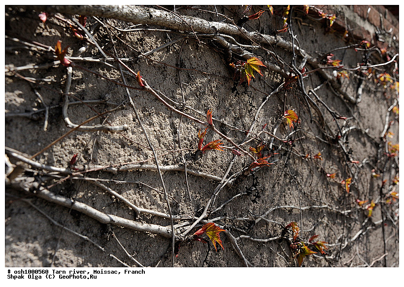 Albi, �����, ��������, �����, ���, �����