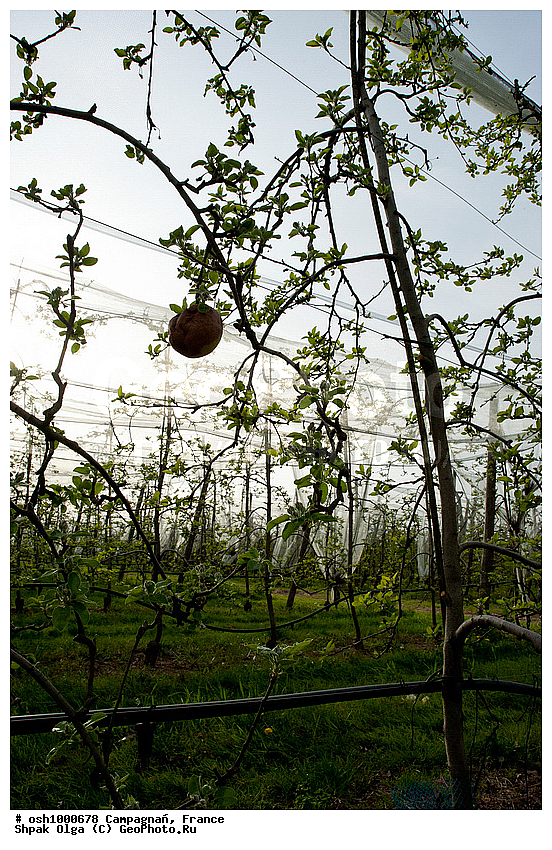 ����, ������, ������� �������, �������, �����, ���������, ���